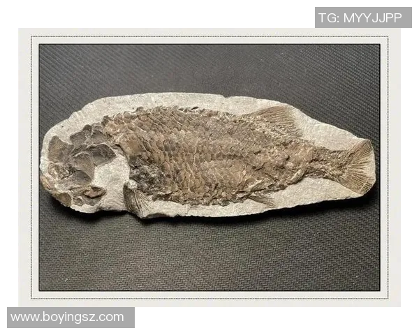 探索阿拉巴的历史与文化魅力，揭示其在现代社会中的独特地位与发展潜力